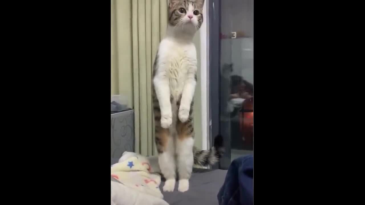 funny cat videos try not to laugh clean