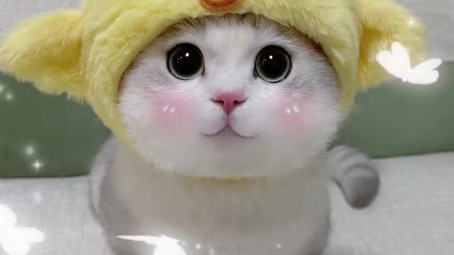 little cute kitten