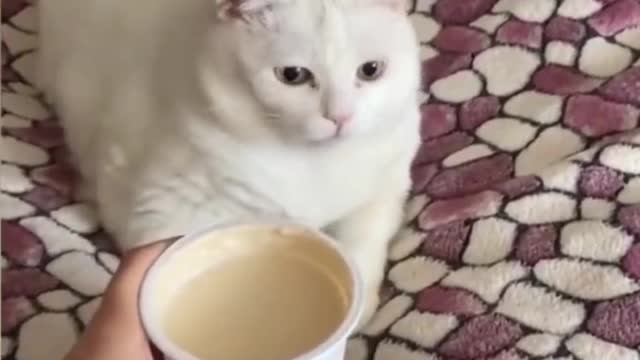Cats reaction 😆
