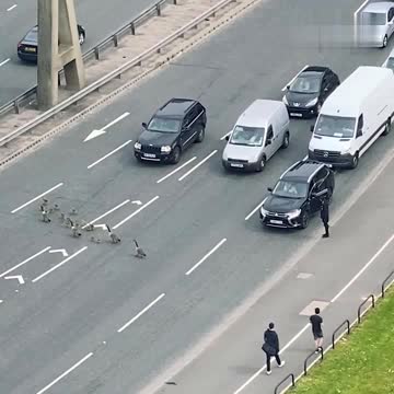 Why did the family of ducks cross the road?