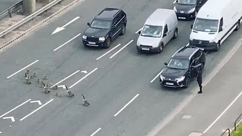 Why did the family of ducks cross the road?