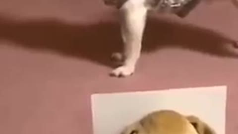 Try Not to Laugh - Puppies Edition #61