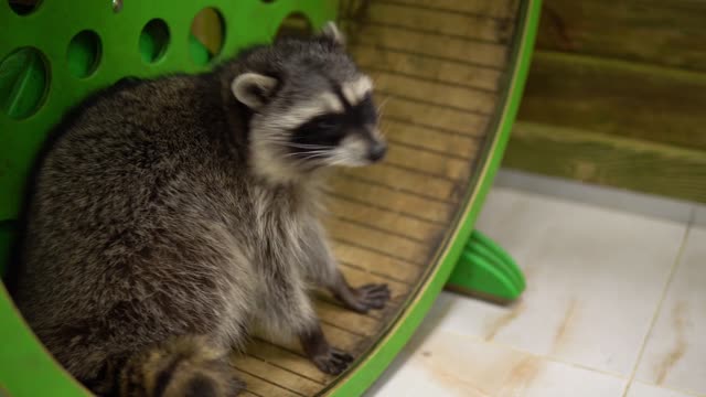 A raccoon sways in a running wheel