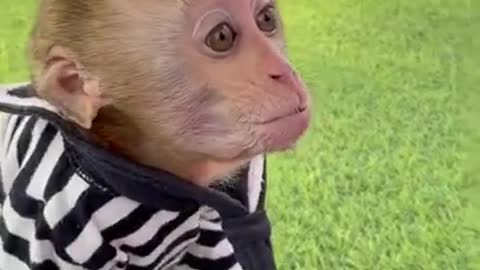 Tik tok monkey cracking jokes