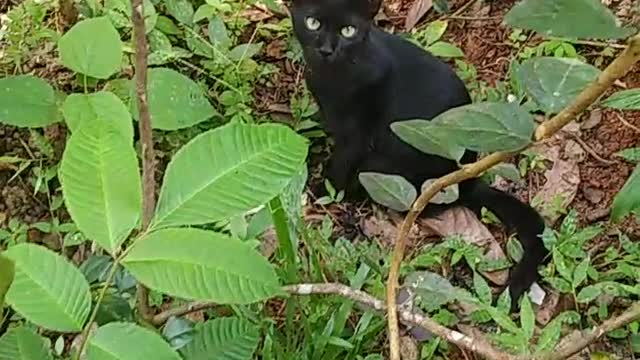 Cat hides behind plants