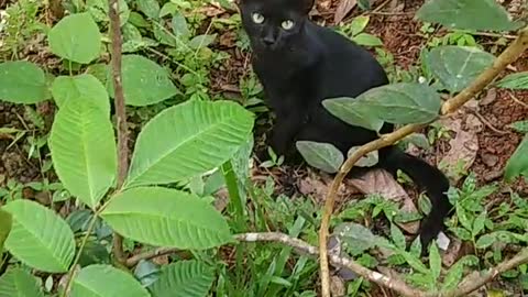 Cat hides behind plants