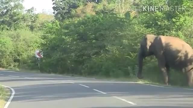 Wild Elephant attack Vehicles