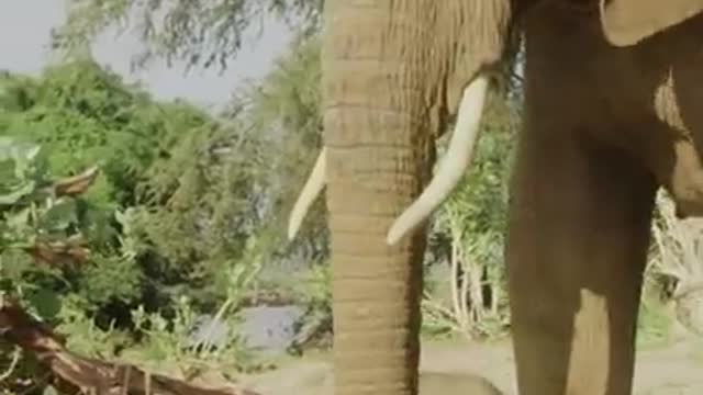 Just a baby elephant doing baby elephant things