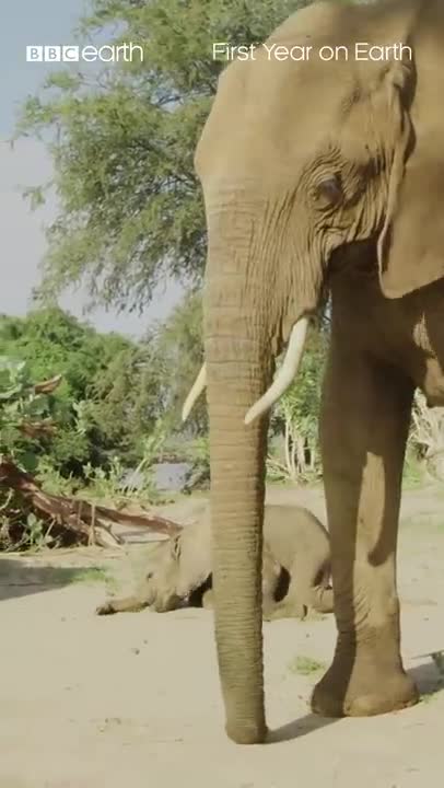 Just a baby elephant doing baby elephant things