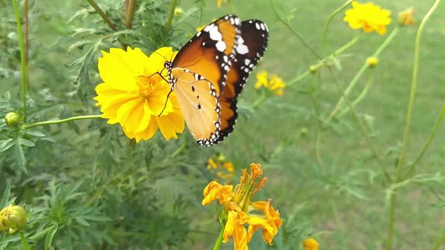 yellow butterfly