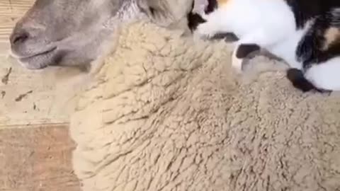 🐑🐈
