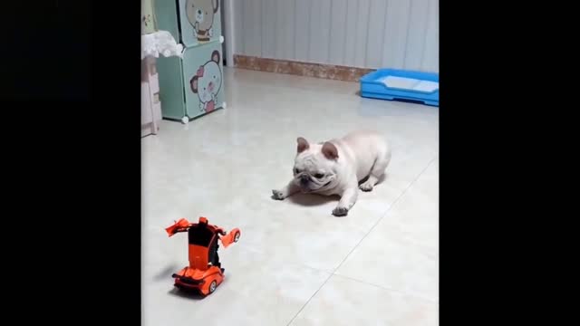 Curious Puppy VS Evil Toy