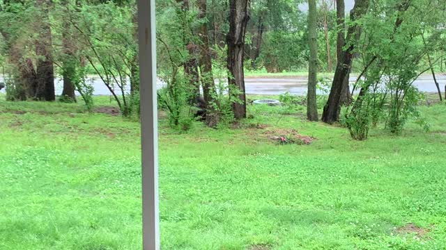 Cardinal Bird Calling in the Beautiful Rain