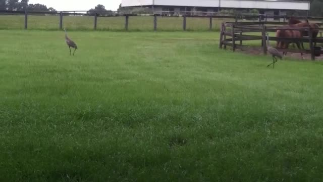 Sandhill cranes talking back to me