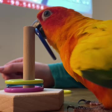 Parrot learning new trick gets frustrated