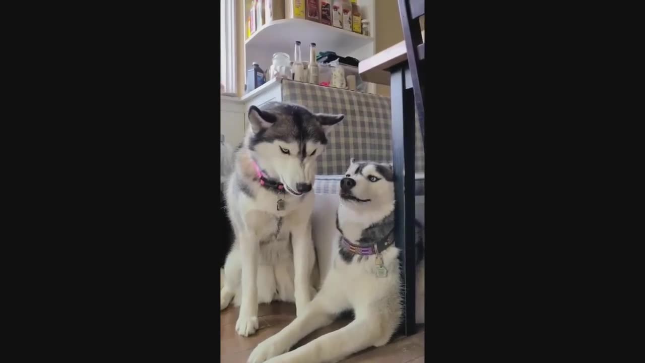 Cute and funny animals compilarion ☆ best funny video ☆ funny fail animals