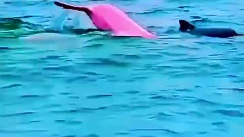 Have you seen pink dolphins