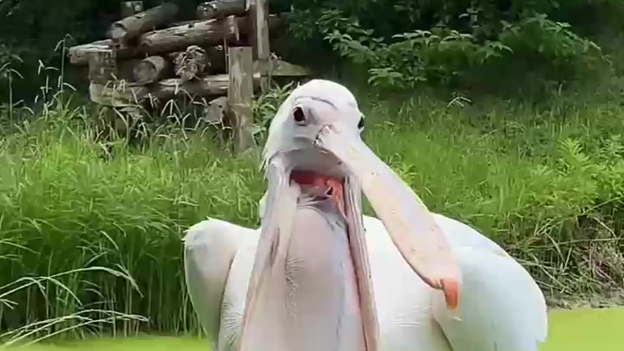 the birds mouth