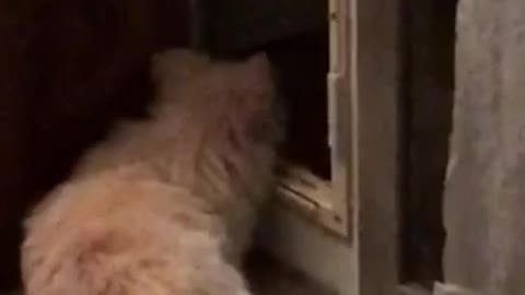 Music sad music playing with white dog laying on tile looking out glass window