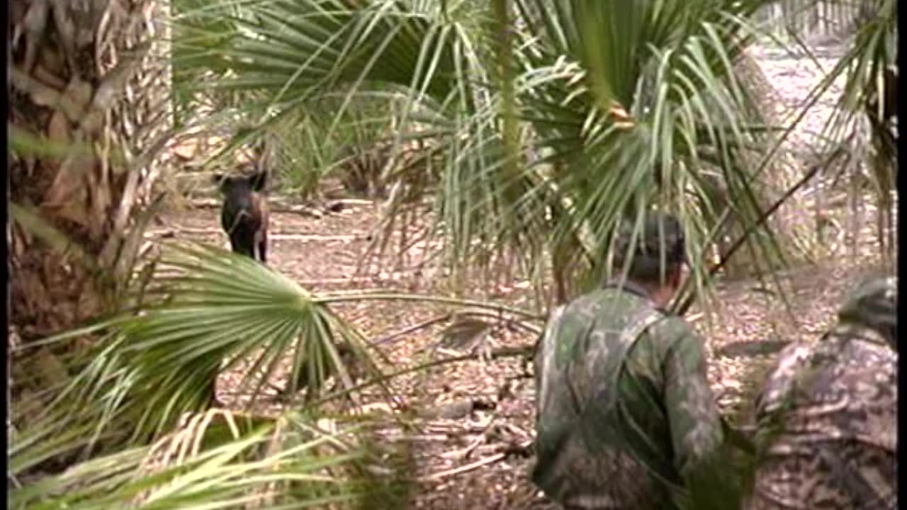 FL Hog Hunt with a Crossbow!