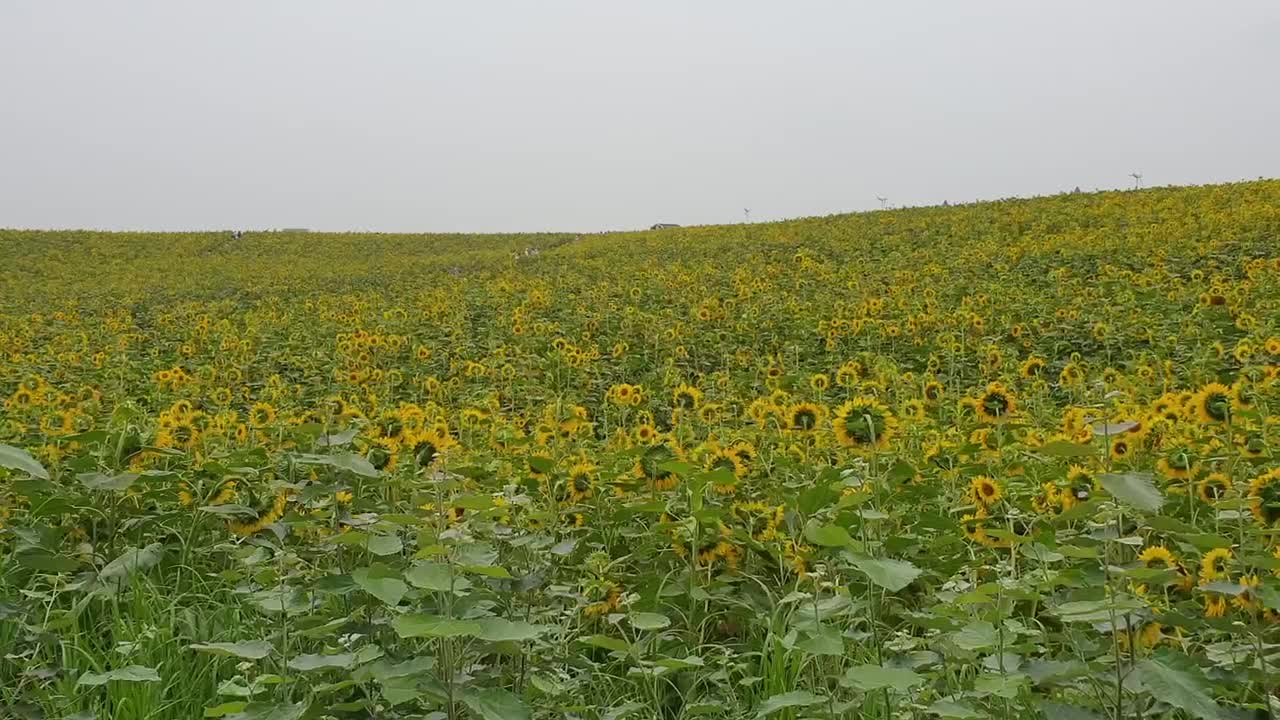 sunflower field