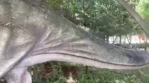 Diplodocus, like wood