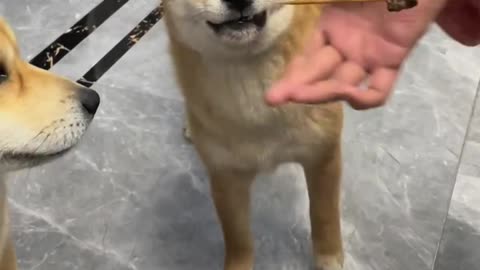 The big night is suitable for skewering Shiba Inu