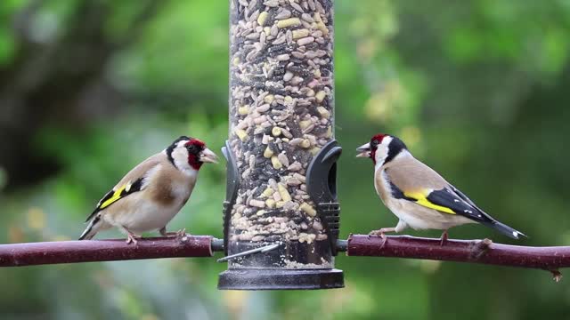 video of goldfitness eating , two cute birds