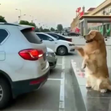 Doggy being considerate and helpful