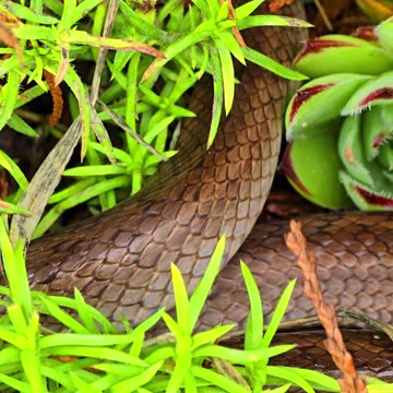 Beautiful smooth snake crawling away between stones / beautiful reptile.