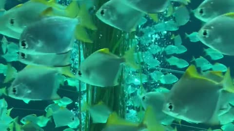 Aquarium Fish. #Rumbelclips