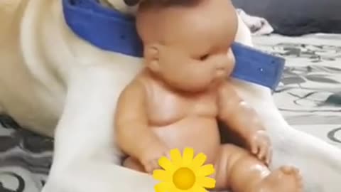 Cute Dog and Baby Love Video💖💖