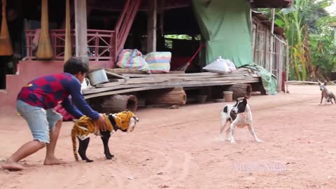 Fake tiger dog prank to dog