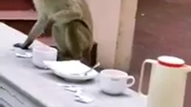 Monkey Snacks Time