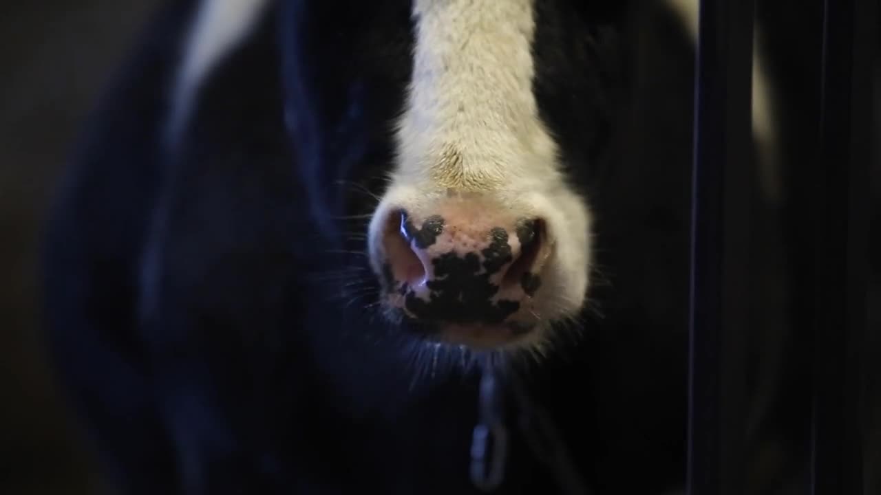 The wet nose of a cow after drinking water, against light. steam comes from the nose. Chewing cow