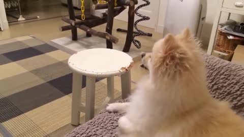 Funny Video | Dog Barking Video.