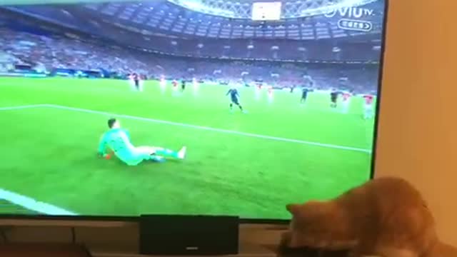 Cat Proves To Be Better Goalie Than Professional Player