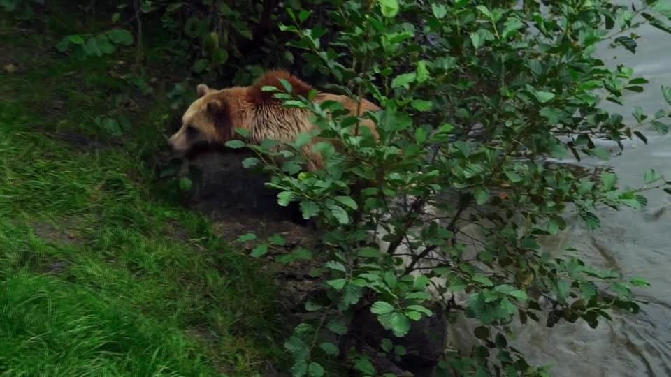 Brown bear swimming