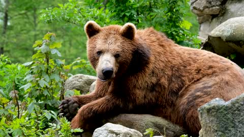 The bear is a very ferocious animal ... an animal that prefers to live alone ...