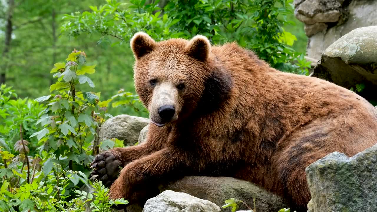 The bear is a very ferocious animal ... an animal that prefers to live alone ...