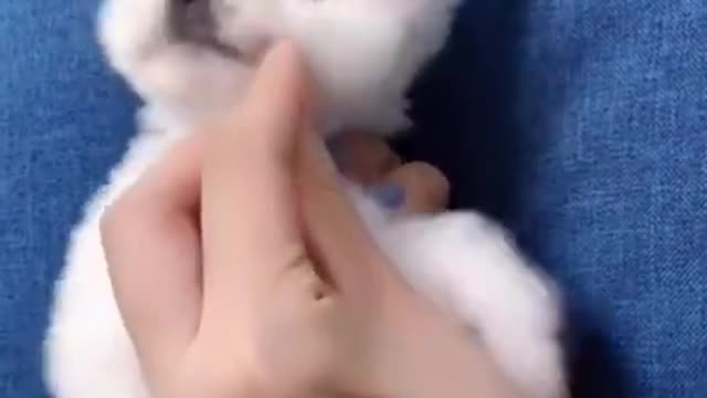 The cutest and funny puppy