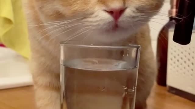 Funny cats videos funniest cat