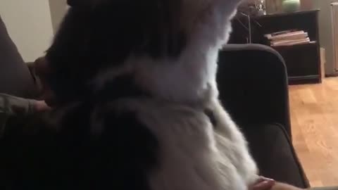 Dog howling at the same time owner is