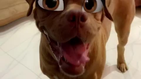 Cute dog with filter