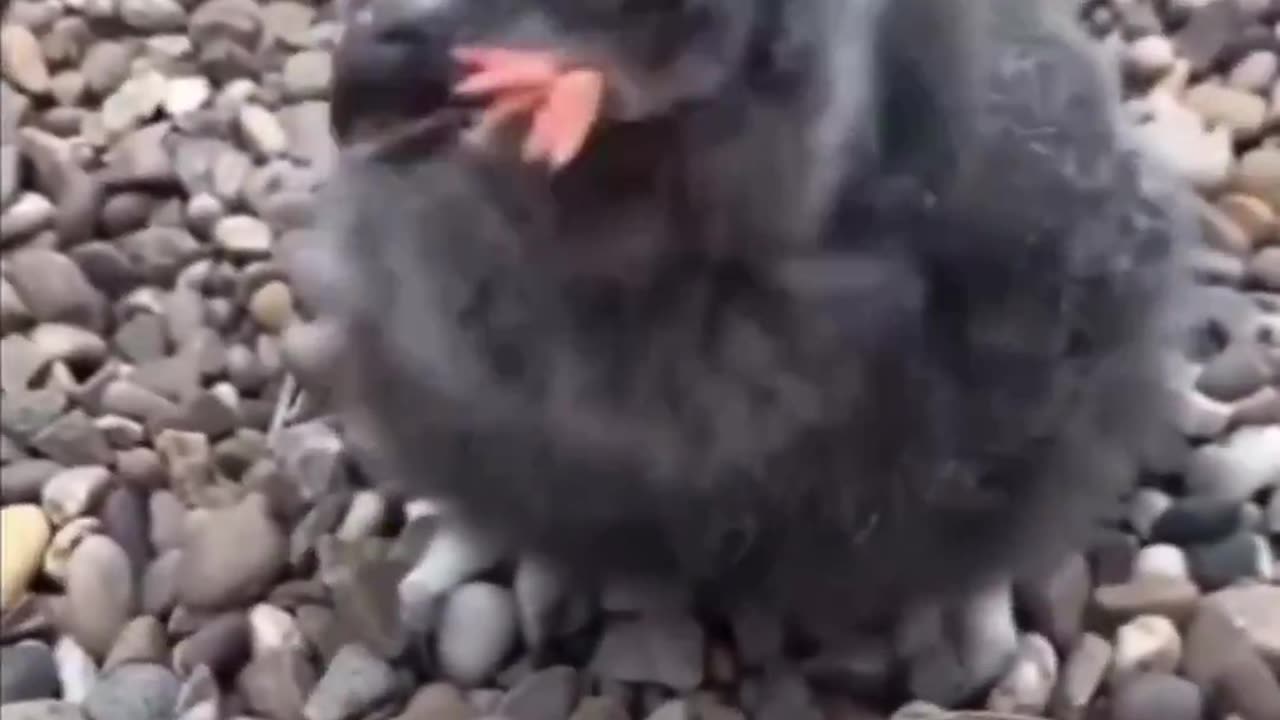 Baby Penguin Is Hungry