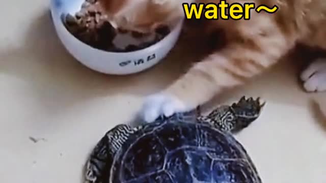 Tortoise & Kitty