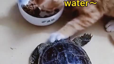 Tortoise & Kitty