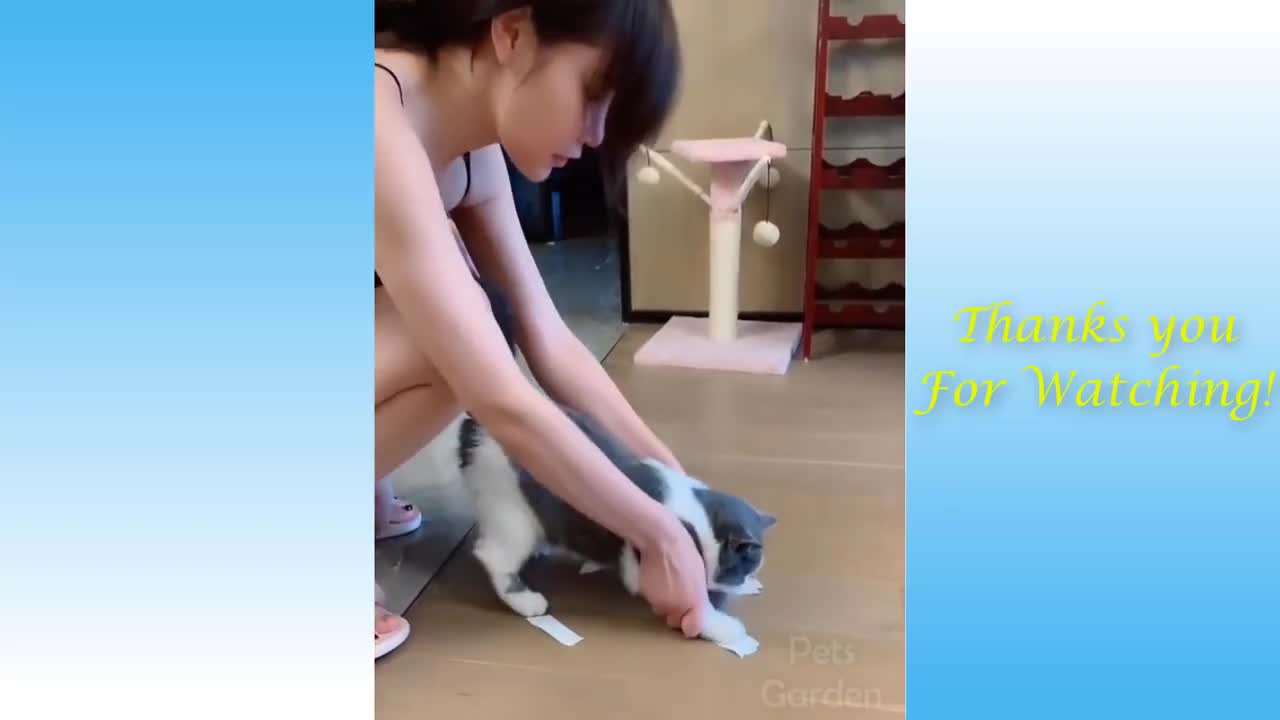 Cat training cute adorable funny moments.