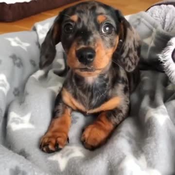Perfectly puppies dogs viral