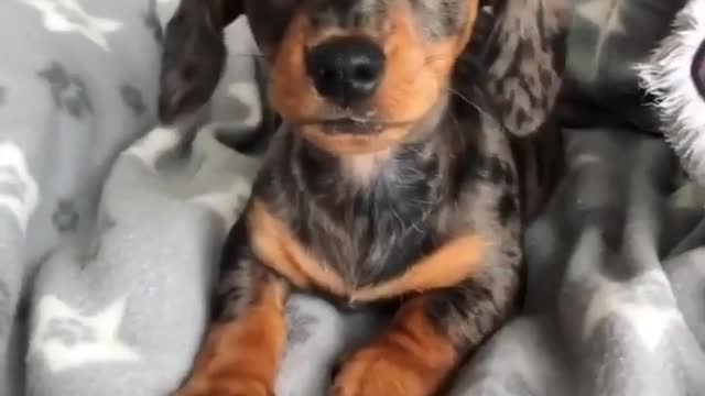 Perfectly puppies dogs viral